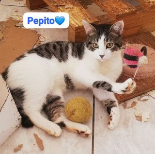 Adozione Gratuita Pepito gatto di un anno  Gatto meticcio  Maschio