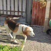 Olaf: dolcissimo beagle cerca nuova famiglia 