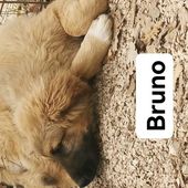 Bruno bellissimo cucciolo simil pastore malinois